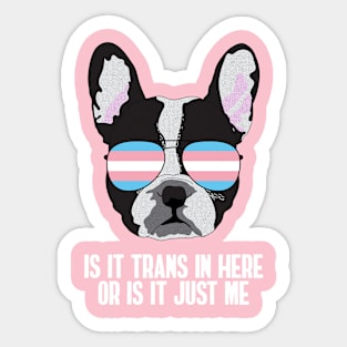 Funny IS IT TRANS IN HERE OR IS IT JUST ME - Boston Terrier Dog Trans Pride Flag Sticker